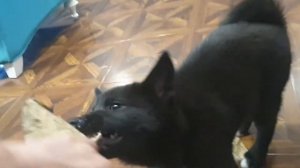 Обучение щенка лайки (щенок 2.5 месяцев )