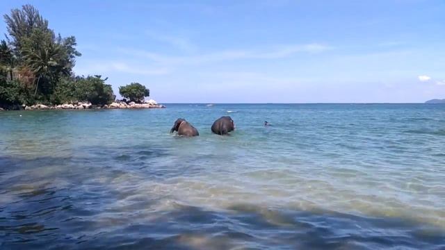 Слоны идут купаться Пхукет Тайланд смотреть онлайн