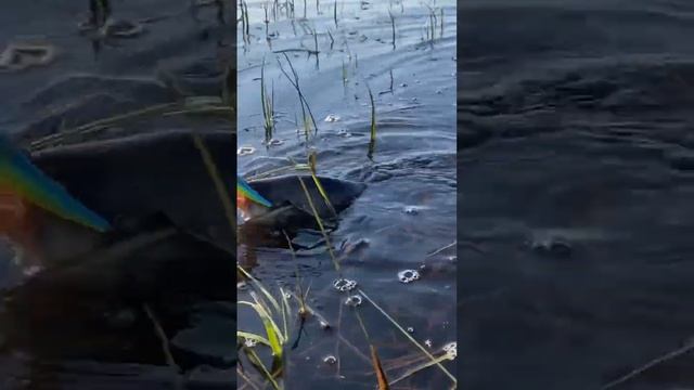 Трофейный язь #язь #рыбалка #рыбак #хмаоюгра #поймалотпусти смотреть онлайн