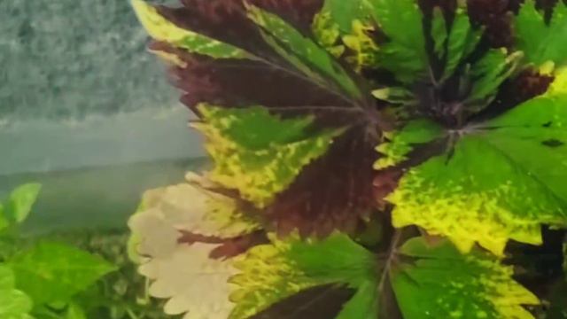Coleus Plants🧡Miya Zaid🧡