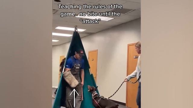 Badass Dog Videos - Protection Dogs Are Badass - Furry Buddy смотреть онлайн