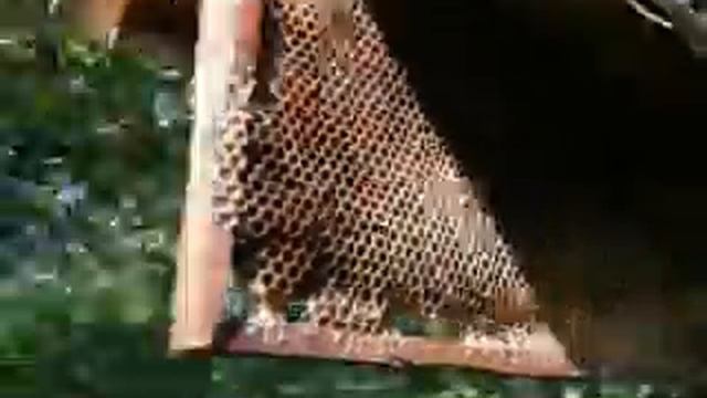 привой на пасеке для привлечения роя начало лета смотреть онлайн