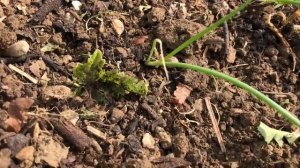 Лук шалот "Цебрун"