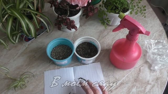 Посадка ГВОЗДИКИ ШАБО семенами 2 СПОСОБА смотреть онлайн