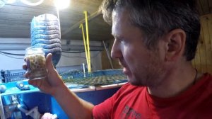 Проблемы с биофильтром в УЗВ - рыба дохнет