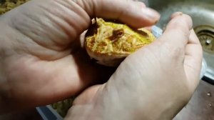 Голос лягушки рогатки. Надуваем лягушечку без соломинок и смс.