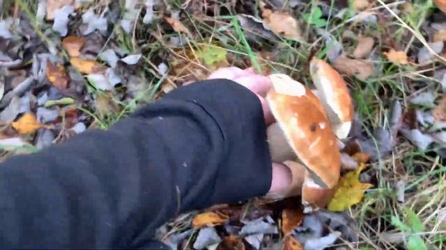 Boletus Edulis | Funghi Porcini | Hribi | Leccinum bolete October смотреть онлайн