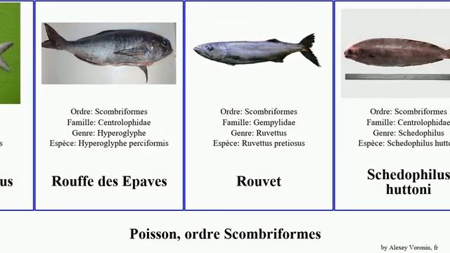 Fish, ordre Scombriformes des thon brama cinereus pacificus ovalis Maquereau Thazard Stromaté Noir смотреть онлайн
