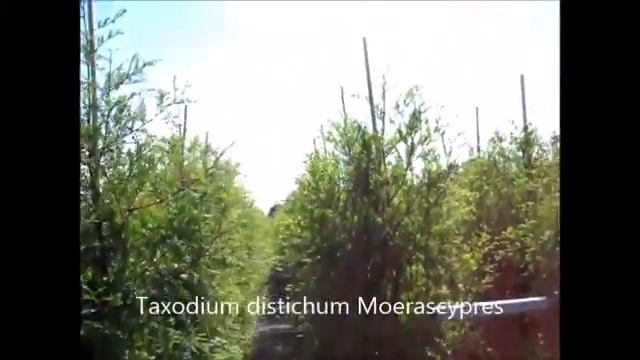 Taxodium distichum Moerascypres смотреть онлайн