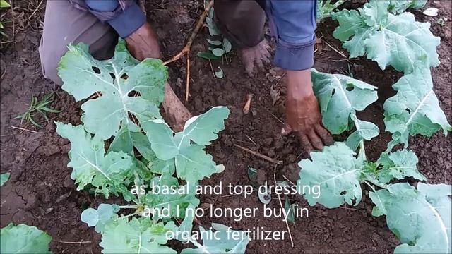 Gliricidia sepium Trees are solution to Climate Change in Malawi смотреть онлайн