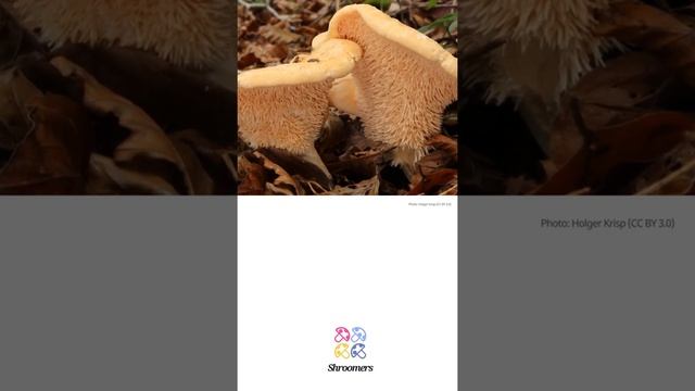 Terracotta hedgehog (Hydnum rufescens) | Occurrence | Practical Short Profile | Shroomers смотреть онлайн