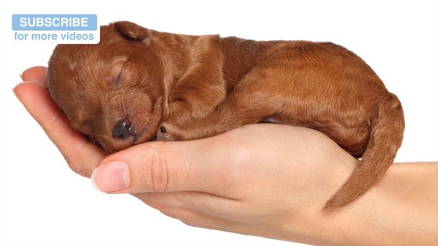 Calming Music for Pit Bulls! Relax Your Pit Bull with Soothing Music for Dogs смотреть онлайн