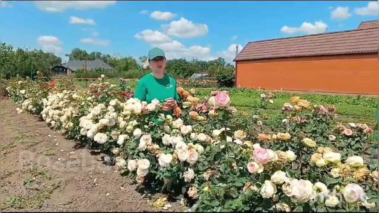 Пьер де Ронсар от rosebushes.ru смотреть онлайн