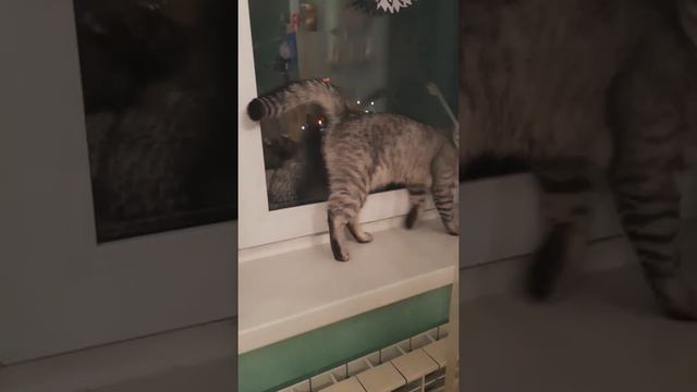 Почему котики царапают диван?🤔