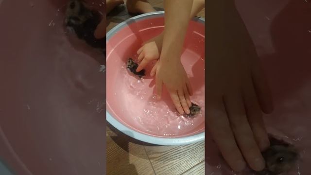 Можно ли купать хомяков джунгариков? Хомяки купаются. Как мыть хомяков? смотреть онлайн