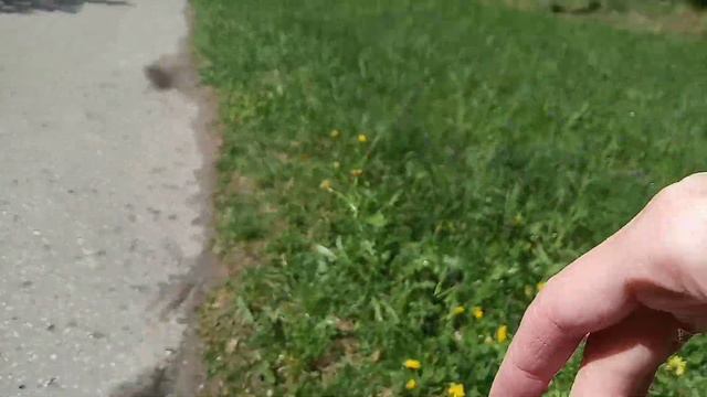 Улитка переходит дорогу смотреть онлайн