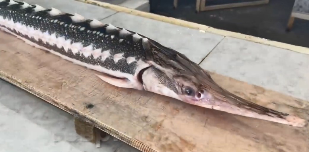 Очень дорогая осетрина, приготовленная с гранатом и луком! смотреть онлайн