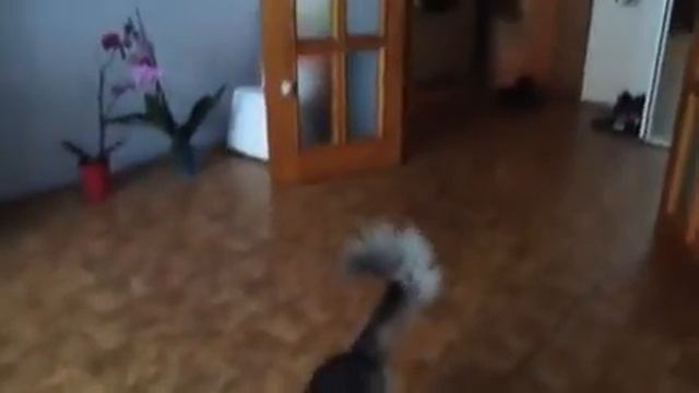 Ну чем не собака? смотреть онлайн