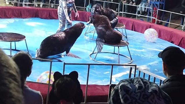 Посещаем цирк Белиссимо март 2023 смотреть онлайн