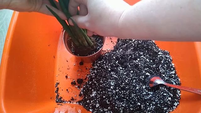 САНСЕВИЕРИЯ МИКАДО. ПЕРЕСАДКА. смотреть онлайн