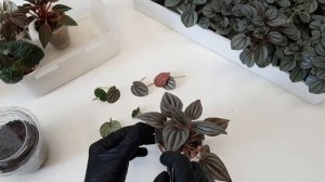 Размножение ПЕПЕРОМИИ листом