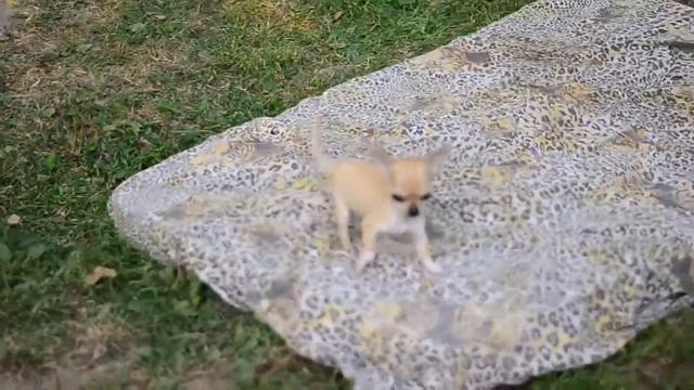 Дени смотреть онлайн