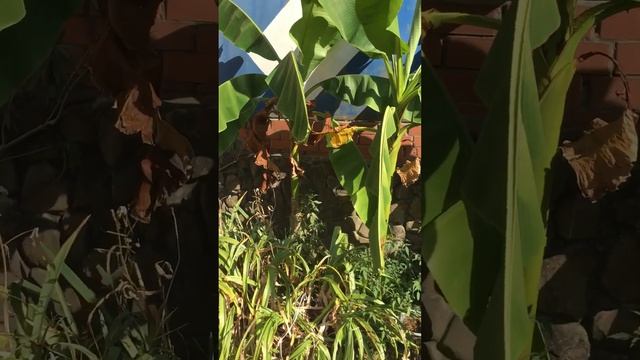 Банановая пальма в Сочи смотреть онлайн