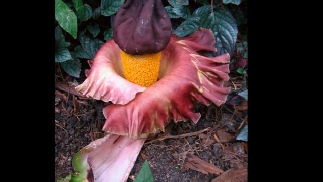 10 Most Unusual Flowers In The World смотреть онлайн