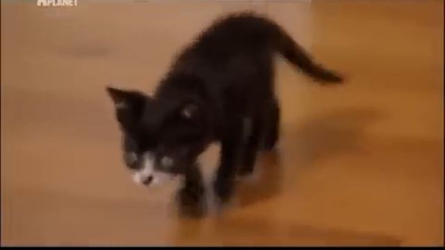 Симпатичные котятки смотреть онлайн