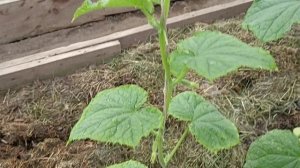 Пасынкуем Огурцы Правильно 4