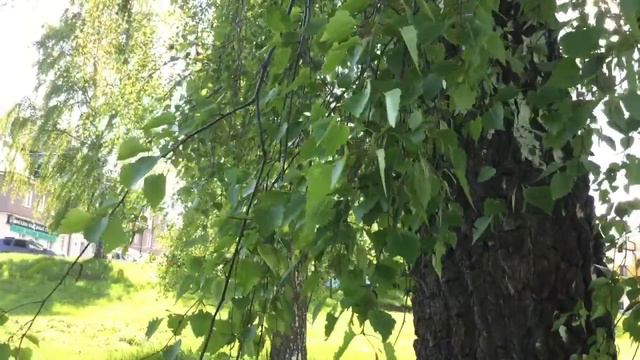 LPS Ани-Блог Выпуск 2 : Рязань смотреть онлайн