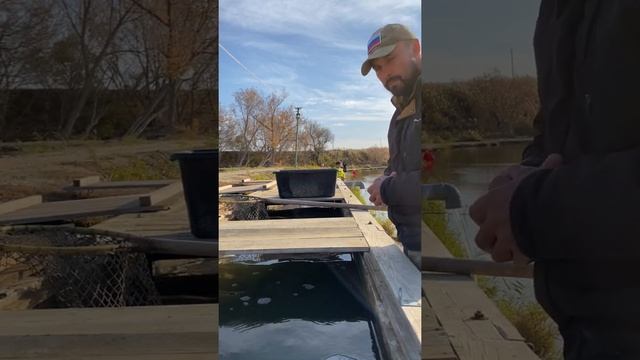 Платная рыбалка, пруд Чёрные камни 14.10.21. Запуск форели и осётра. смотреть онлайн