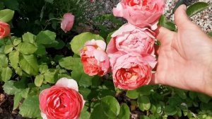 Розовые комнаты в саду. Розовый лабиринт. Плетистые Перпетуалли йорс, Жасмина, Ютерзен Клеттенрозе