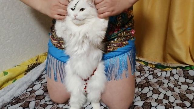 Кошка исполняет танец живота?? смотреть онлайн