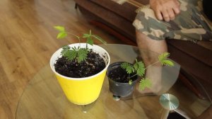 Мимоза стыдливая. Складывается от прикосновения.