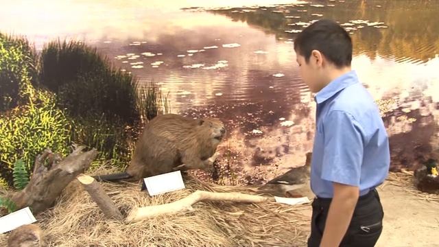 Конкурсный ролик МАОУ СОШ №15 смотреть онлайн