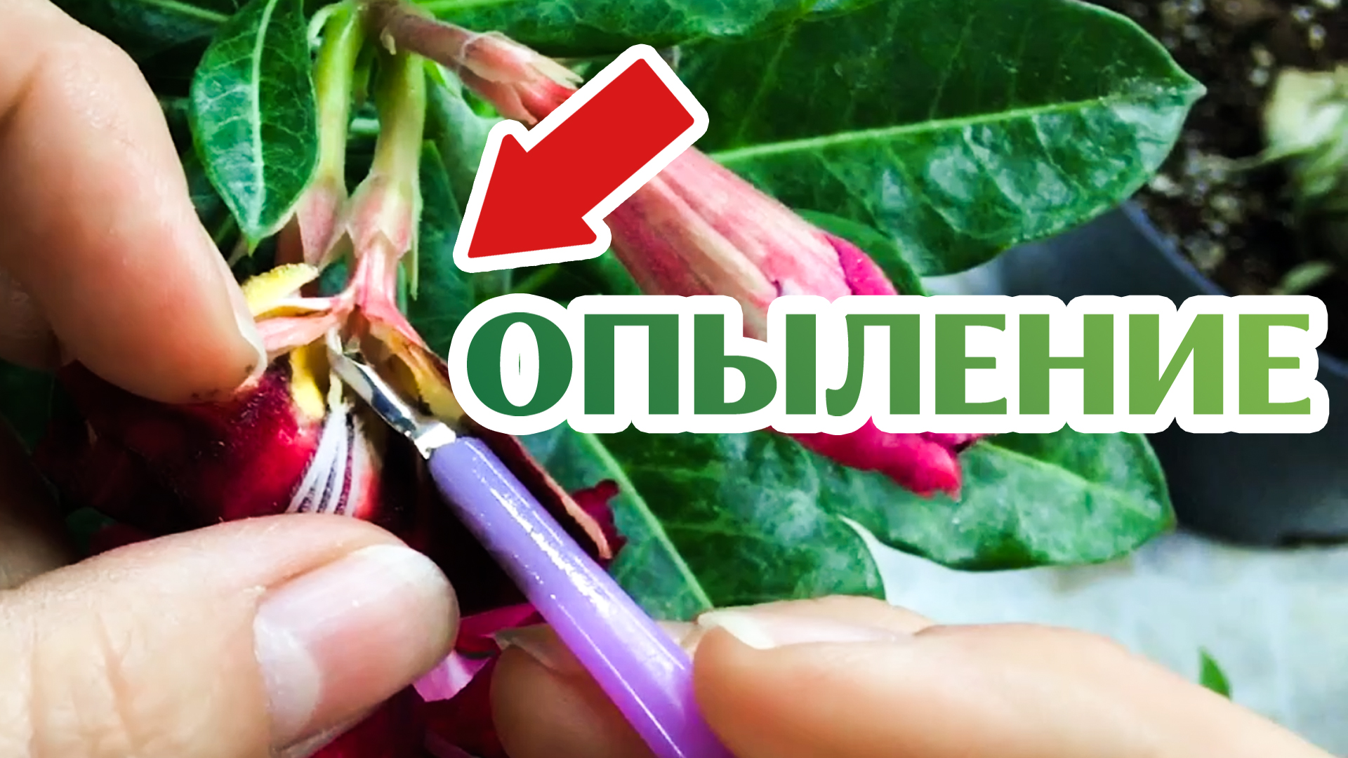 Как Опылять Адениум Дома!