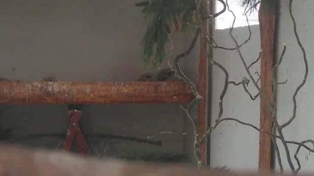 Зимний денек в вольере с дикой птицей смотреть онлайн