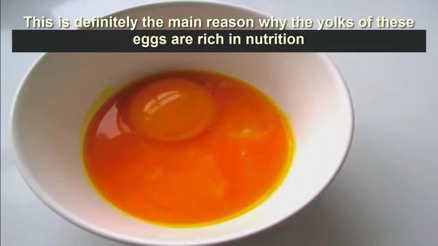 Which Egg Do You Think Came From Healthy Chicken? Healthy Chicken eggs for Better life | HealthPedi смотреть онлайн