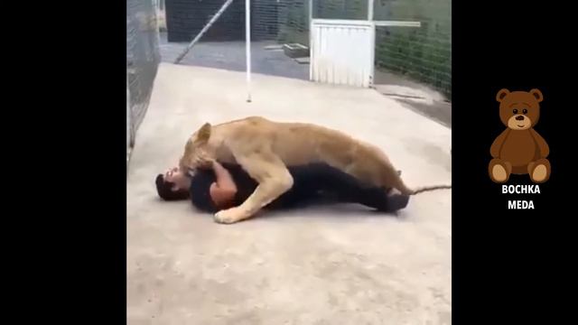 Необычная дружба льва и человека смотреть онлайн