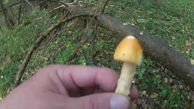 Говорушка дымчатая смотреть онлайн