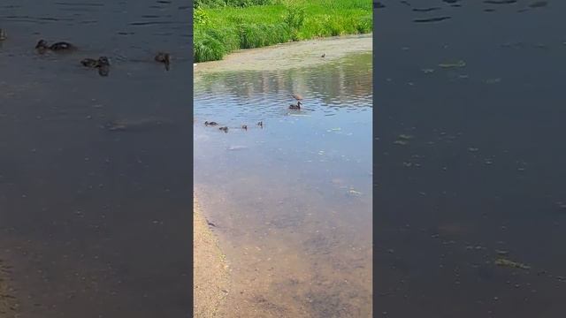 Серебрянка. Дорога в Лошицкий парк. смотреть онлайн