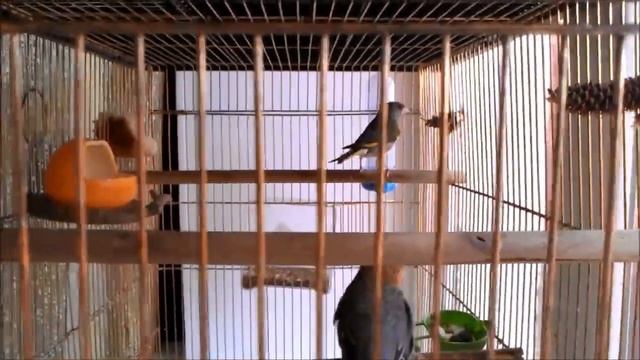 Pine Grosbeak ЩУР КЛЕСТ ЩЕГОЛ ЗЕЛЕНУШКА ЧИЖ СНЕГИРЬ УРАГУС РЕПОЛОВ птицы смотреть онлайн