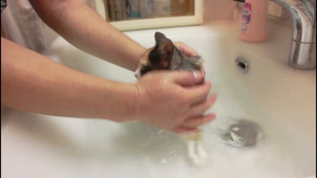Kittens' first bath　Kotetsu Komachi смотреть онлайн
