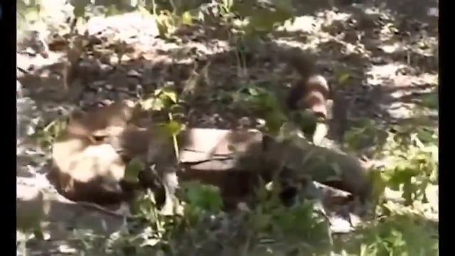 #4 UNCENSORED 18+ eaten ALIVE - Komodo Dragons eating a calf alive - Screaming - live feeding смотреть онлайн