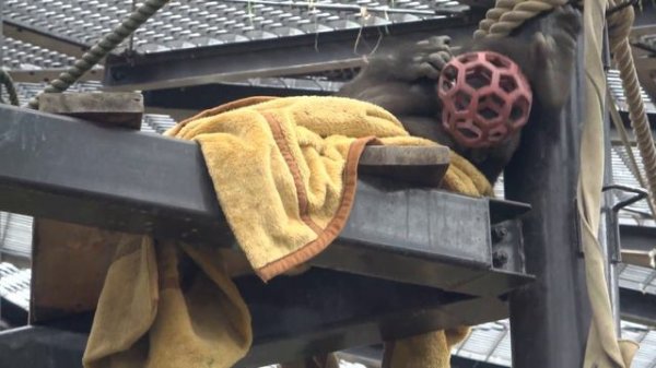 Don't scare me!Gentaro. Father gorilla will get mad at him again if he get so excited.|Momotaro