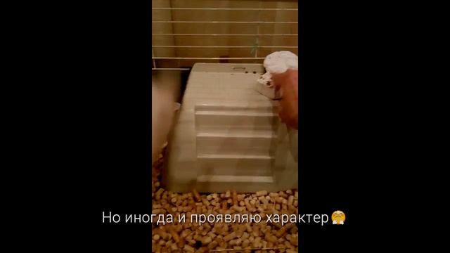 Наш кролик - Зая смотреть онлайн