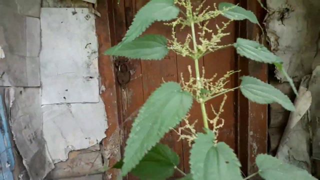 Дорога домой смотреть онлайн