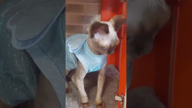 С праздником, девочки! Тепла, цветов и красивых эмоций! #девонрекс #кошки #cutecat #devonrex смотреть онлайн