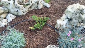 Сосна Витхорст, Тролгулд, Грин Твист, ель Акрокона Голден, Пендула Брунс, Блюз, Герман Нау, Тсуга .